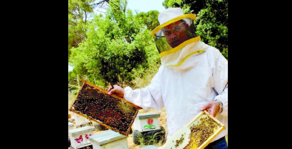 الزراعة: ننتج 650 طناً من العسل سنوياً