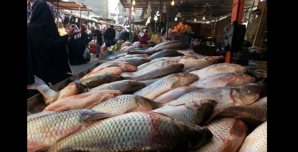 ارتفاع مطرد لأسعار الأسماك