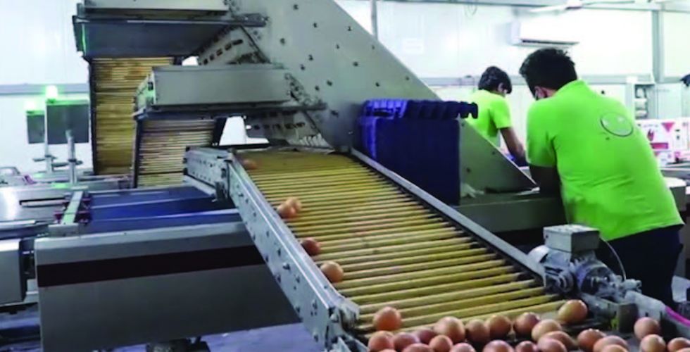 Mazhar Saleh: High production costs contributed to the high price of eggs