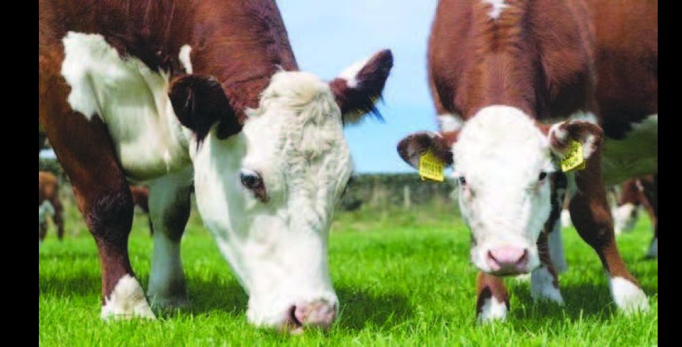 الصين تحظر استيراد لحوم الأبقار البريطانيَّة 