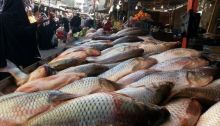 مساعٍ لزيادة إنتاج الثروة السمكيَّة 